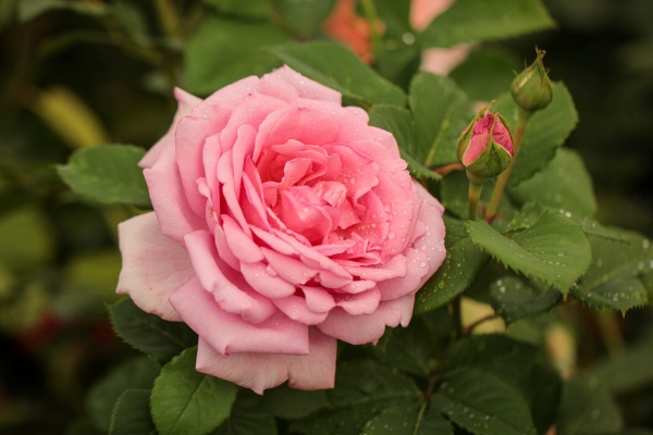 "Розы без проблем!" Бесплатный вебинар Марины Шиманской