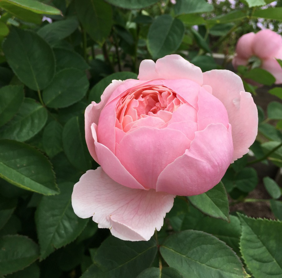 Alnwick Rose (The Alnwick Rose)