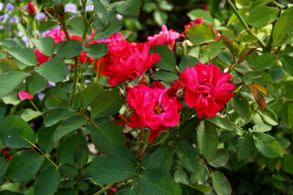 Розы Parkland
