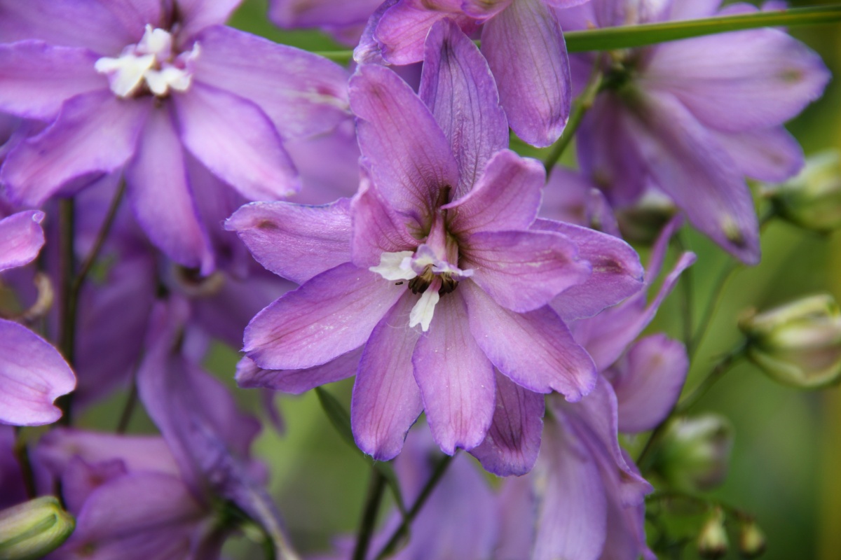 Новозеландский гибрид Pure Lilac 