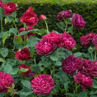 Роза "Darcey Bussell"