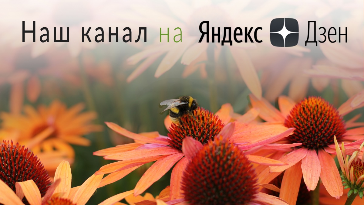 Мы сделали канал на Яндекс Дзен!
