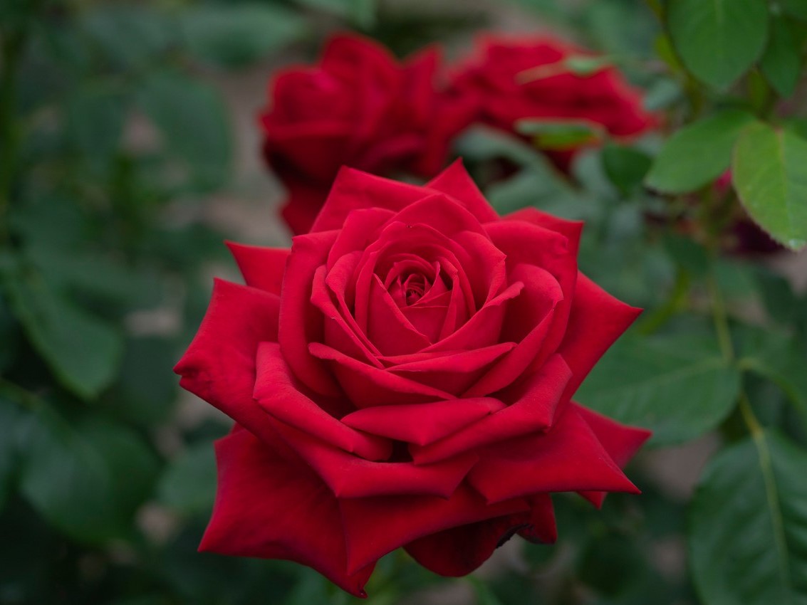 Burgund 81 (Loving Memory, Red Cedar, The Macarthur Rose)