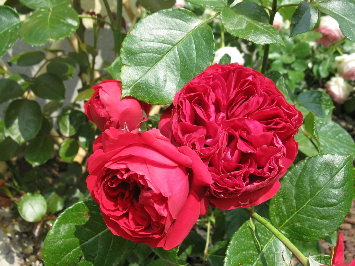 Eric Tabarly (Red Eden Rose, Red Pierre, Rouge Pierre de Ronsard) 