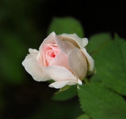 Розы Parkland