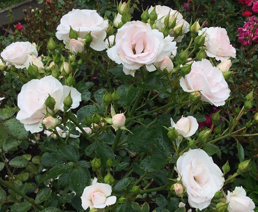 Роза "Aspirin Rose" - роза, посвященная столетнему юбилею аспирина в Германии
