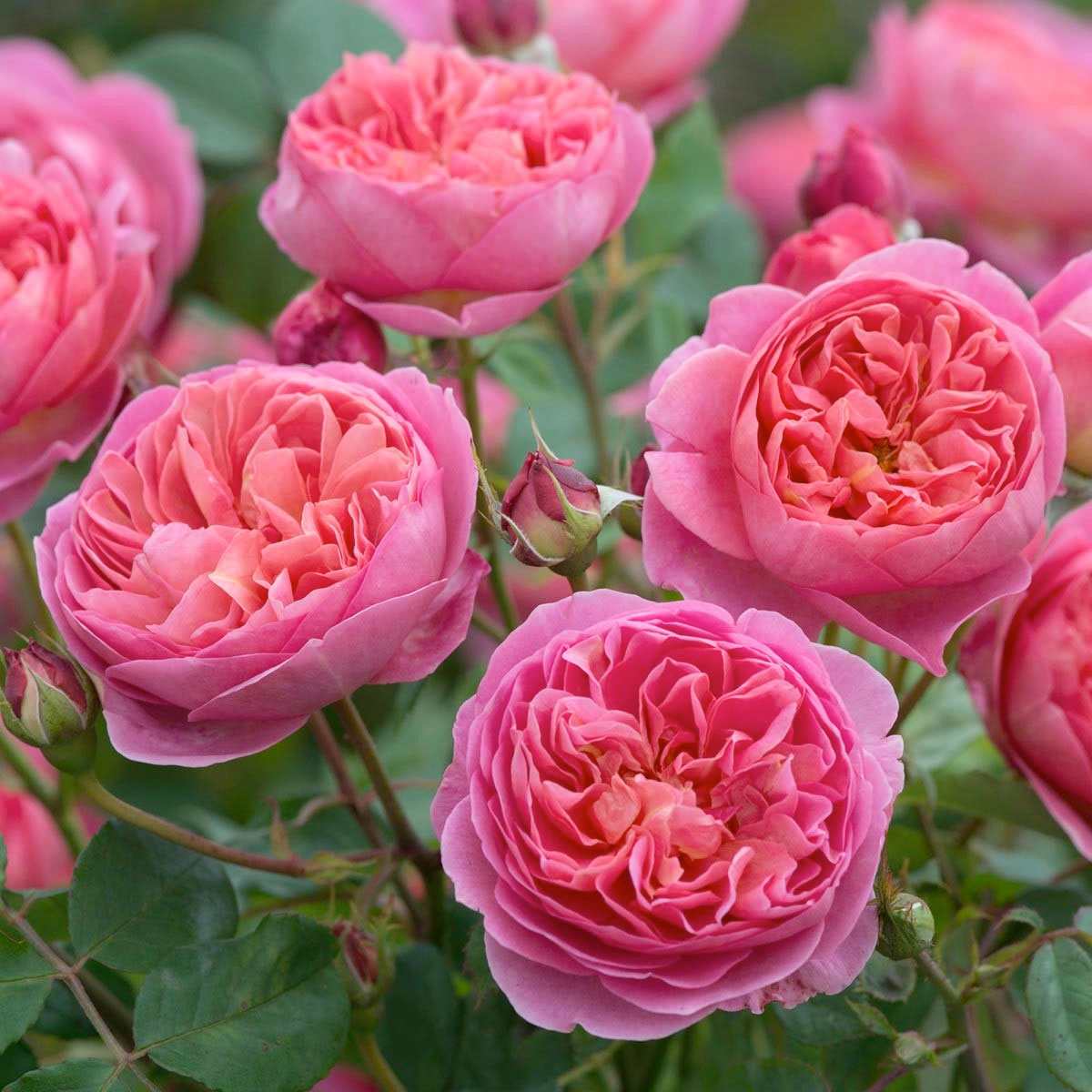 Английские розы Дэвида Остина. 
