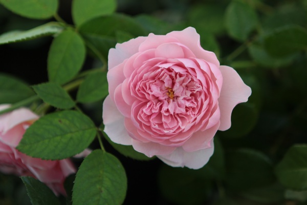 Английские розы Дэвида Остина - продажа в питомнике в Санкт-Петербурге