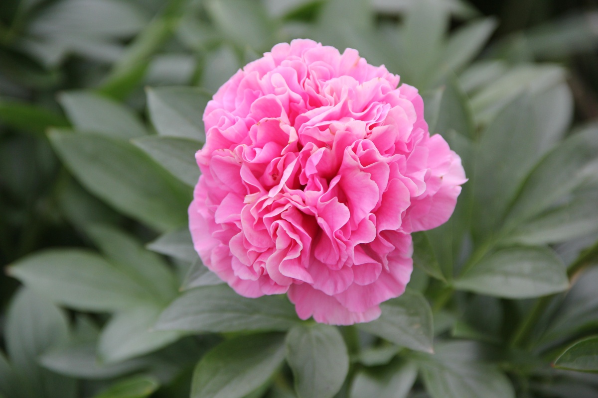 Пион молочноцветковый Carnation Bouquet ОКС