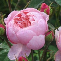 Роза "The Alnwick Rose"