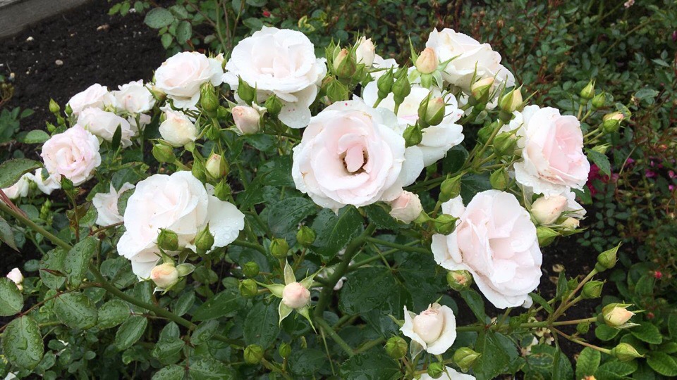 Роза "Aspirin Rose" - роза, посвященная столетнему юбилею аспирина в Германии
