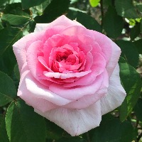 Роза "Gertrude Jekyll"