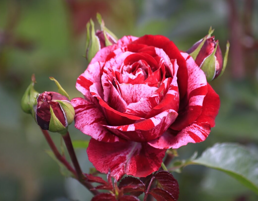 Розы в питомнике "Александровский сад"