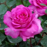 Роза "La Chartreuse de Parme"